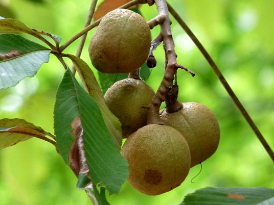{Aesculus flava}